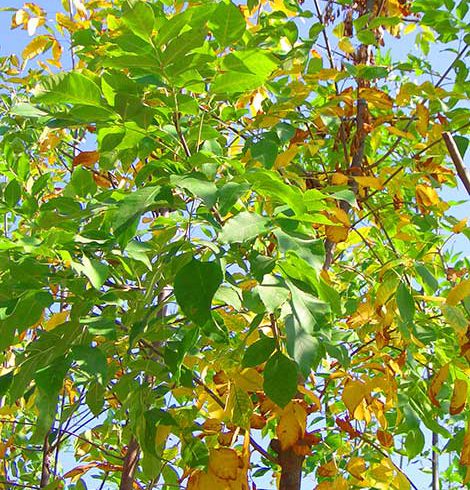 Fraxinus Angustifolia “Raywood” – Kırmızı Döken Dişbudak