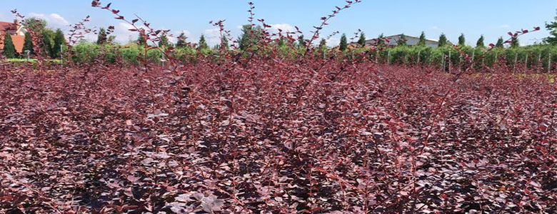 Berberis thunbergii -Boylu Berberis