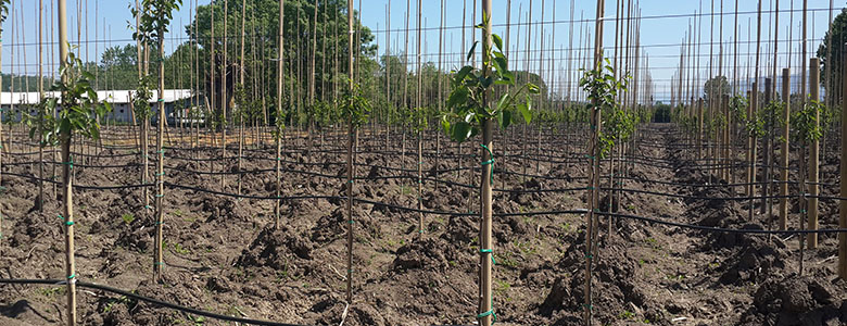 Pyrus Calleryana Chanticleer-Süs Armudu