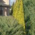 (Turkish) Juniperus Horizantalis-Yayılıcı Ardıç