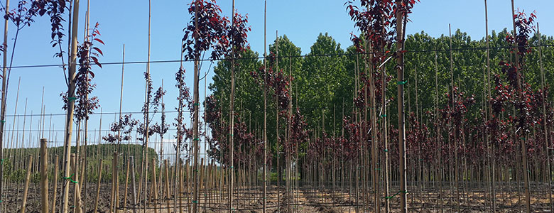 Prunus Cerasifera Pissardii Nigra-Kırmızı Yapraklı Süs Eriği