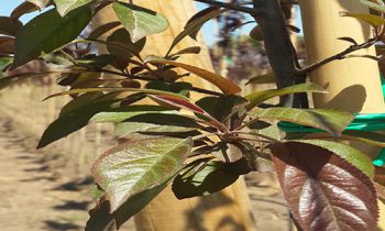 Malus Floribunda”Pink Rose”-Pembe Çiçekli Süs Elması