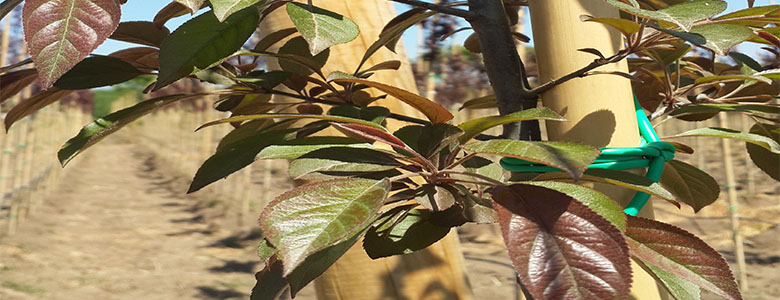 Malus Floribunda”Pink Rose”-Pembe Çiçekli Süs Elması