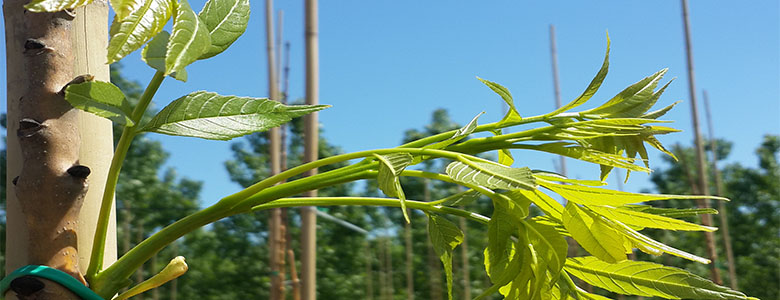 Fraxinus Excelsior ‘Jaspidea’-Sarı Gövdeli Dişbudak