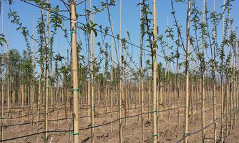 (Turkish) Malus Floribunda ‘Evereste’-Yeşil Yapraklı Kırmızı Meyveli Süs Elması