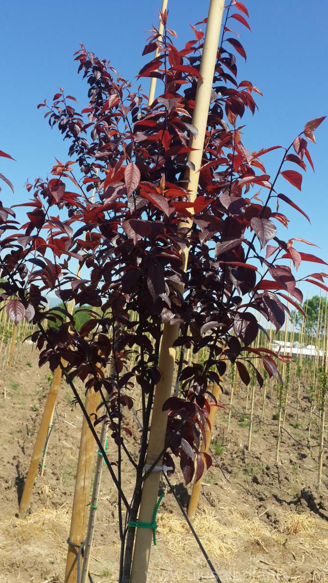 baraj bekar Opera Prunus Cerasifera Pissardii Nigra-Kırmızı Yapraklı Süs Eriği | Ulusal Botanik Ltd. Şti. baraj bekar Opera Prunus Cerasifera Pissardii Nigra-Kırmızı Yapraklı Süs Eriği | Ulusal Botanik Ltd. Şti.