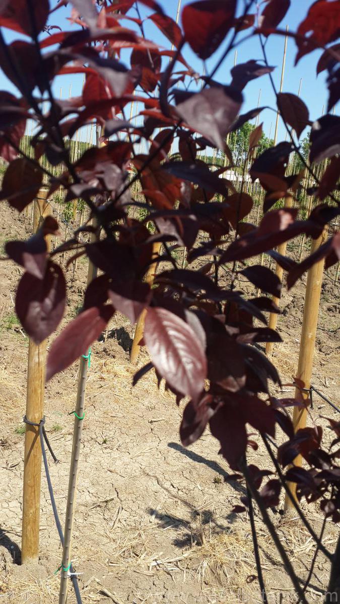 baraj bekar Opera  Prunus Cerasifera Pissardii Nigra-Kırmızı Yapraklı Süs Eriği | Ulusal  Botanik Ltd. Şti.