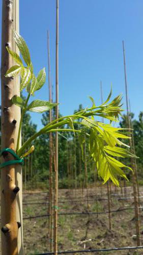 Fraxinus Excelsior ‘Jaspidea’-Sarı Gövdeli Dişbudak