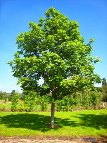 Fraxinus Angustifolia – Dişbudak